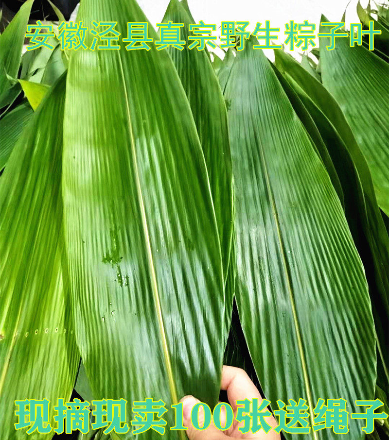 粽子叶安徽泾县特产野生纯天然箸叶大粽叶子新叶端午100片现摘