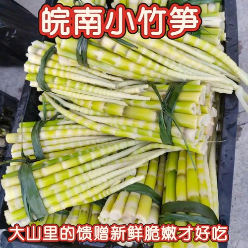 安徽特产农家新鲜山竹笋新鲜现挖小春笋小竹笋去壳细笋水竹笋春笋