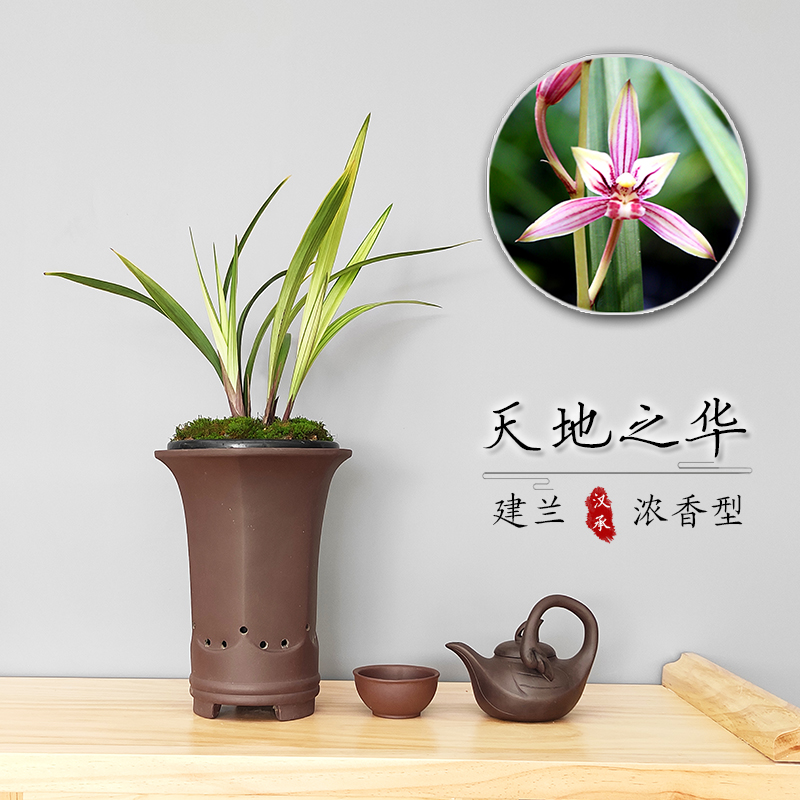 k天地之四建兰浓香型兰花华季兰艺草复花浓n香兰色苗盆栽花苗兰花