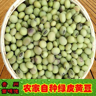 贵州绿皮黄豆老品种豆种2025新货农家留种种植豆芽豆浆非转基因