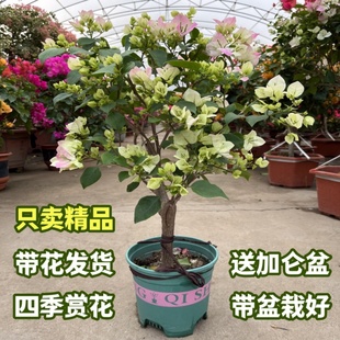 三角梅盆栽带花树苗老桩特大苗室内绿樱高端大花四季开花阳台植物