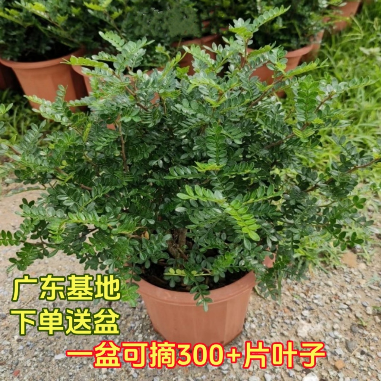 【广东基地】蛋糕装饰驱蚊植物