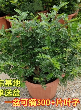 正宗清香木盆栽老桩树苗胡椒木蛋糕装饰西餐饮品绿植叶子驱蚊植物