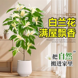 白兰花盆栽带花苞矮桩大树苗浓香黄角兰绿植苗室内庭院白玉兰树苗
