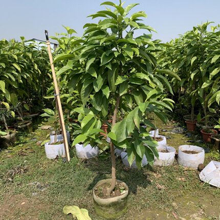 白兰花白玉兰树苗盆栽玉兰花苗带花苞矮化老桩花卉绿植植物黄角兰