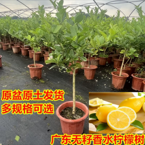 【广东基地】无籽可食用香水柠檬