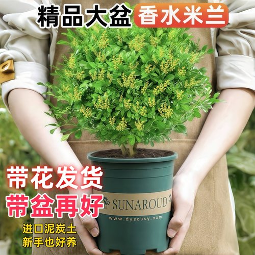 香水米兰花盆栽大盆带花苞浓香