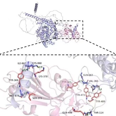 分子对接 小分子与蛋白质 pymol可视化 相互作用分析 结合能计算
