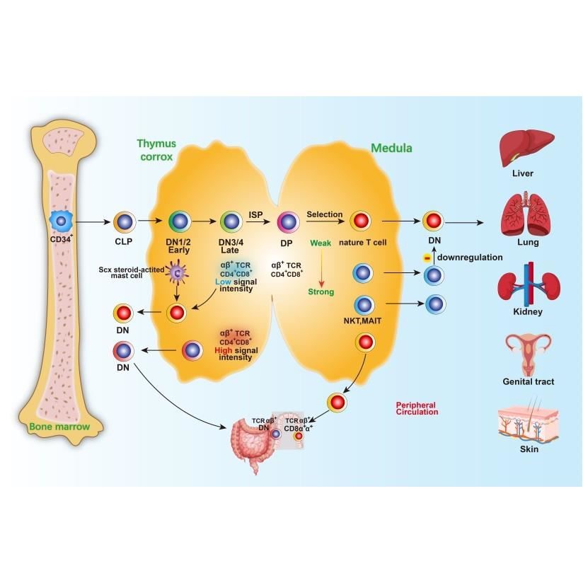 流程通路图器官图医学插图ppt科研绘图素材库细胞细菌生物AI模板