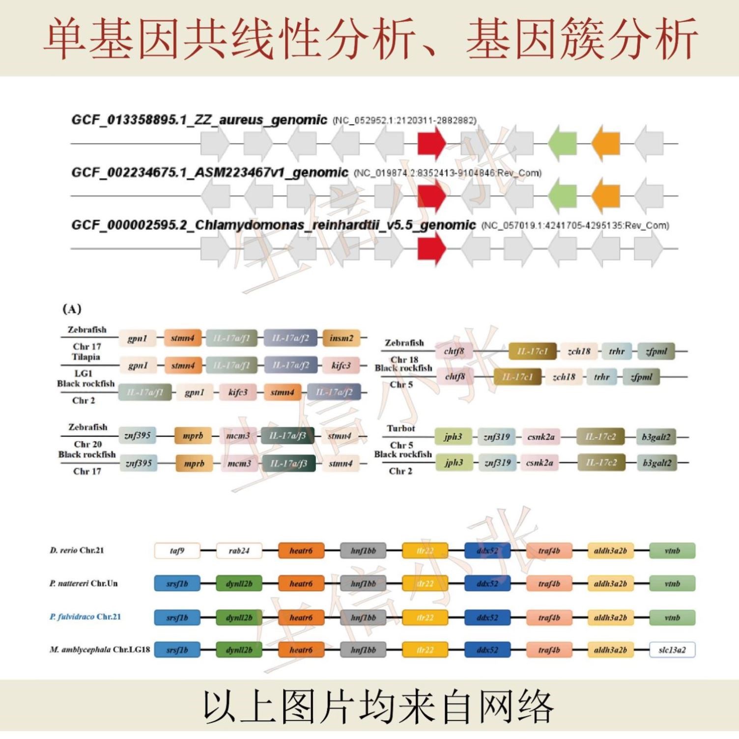 生信分析/辅导教学/TCGA、GEO数据挖掘/代做/单细胞分析