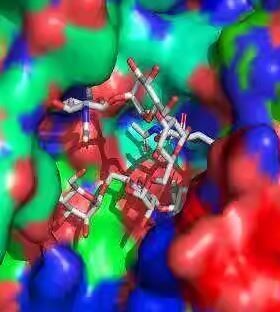 Molecular Docking 分子对接 结果分析 点突变预测 服务费 代做
