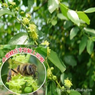 枣花蜂蜜蜂  农科院研究所成熟 自然蜂蜜 1000g温水冲服