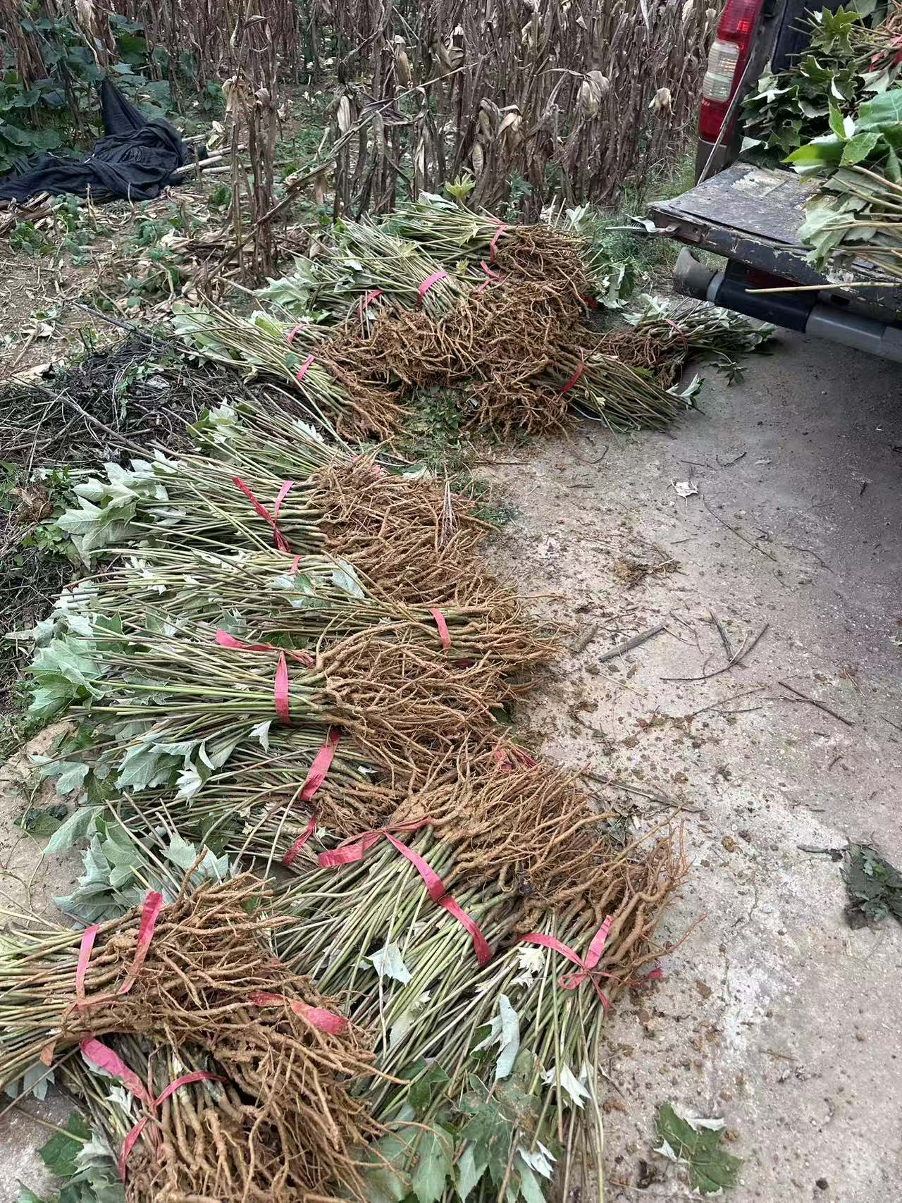 大通草苗 籽育苗基地直发图片