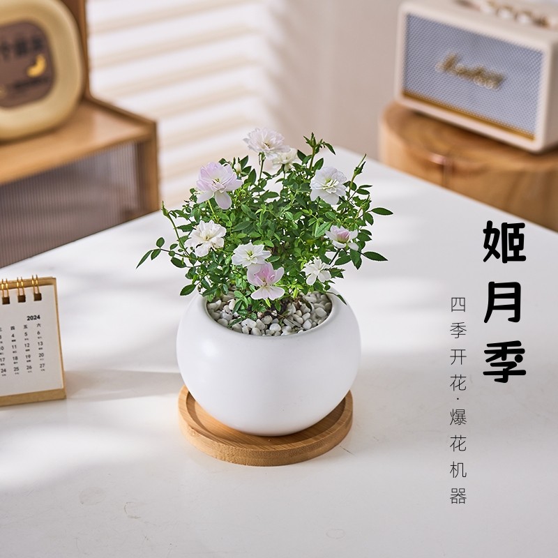 日本乙女姬月季花卉植物室内阳台绿植桌面微型盆栽办公室四季开花