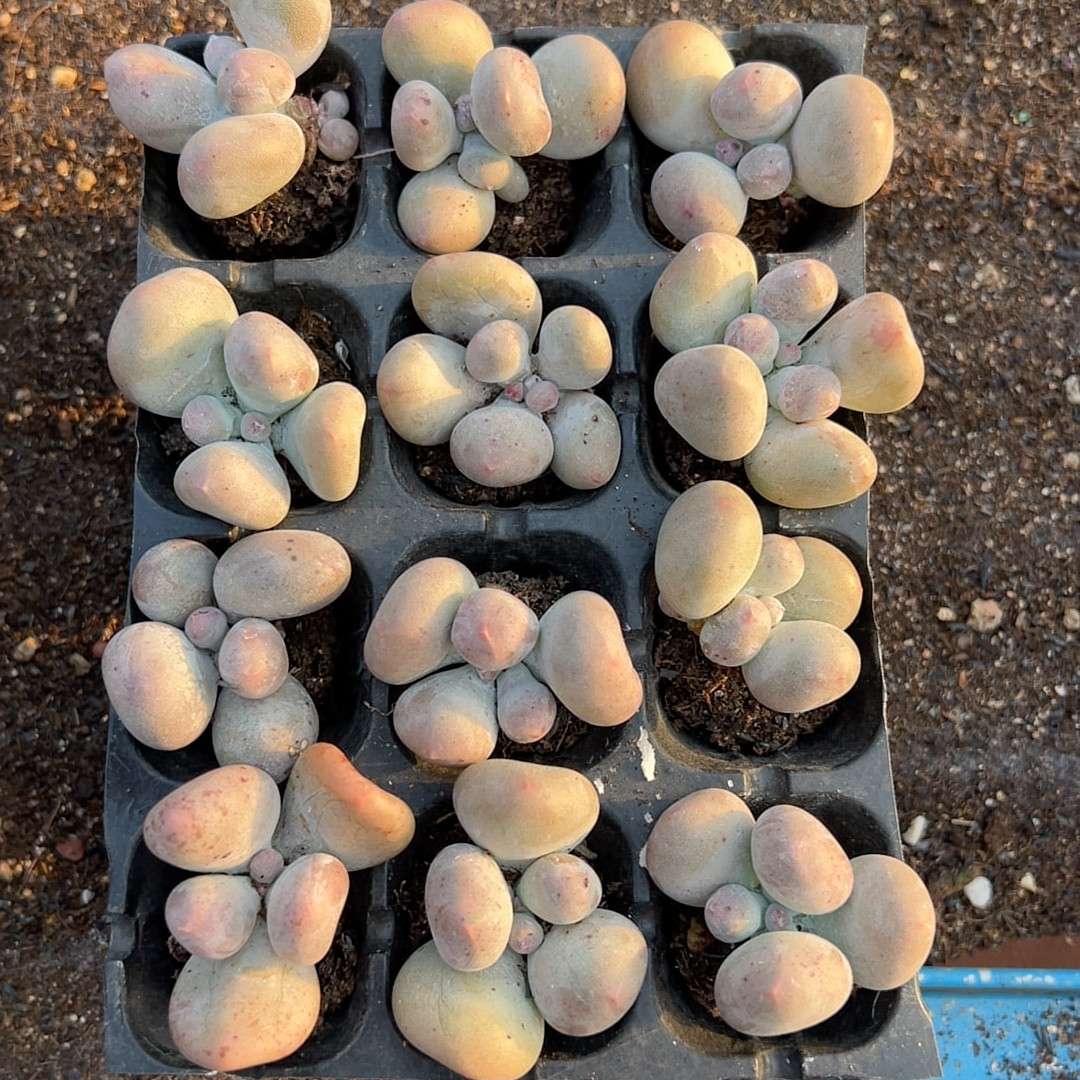 米可奶12颗多肉植物