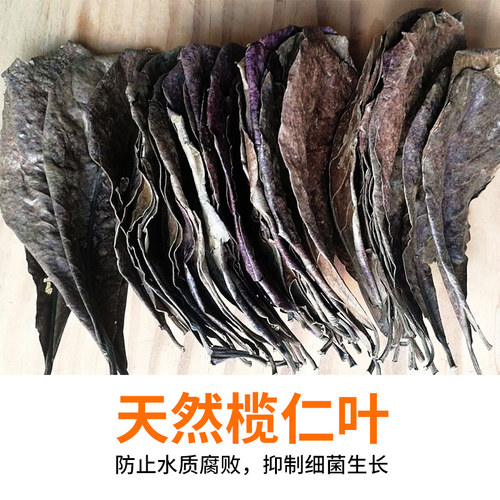 天然热带鱼宠物弱酸性榄仁叶