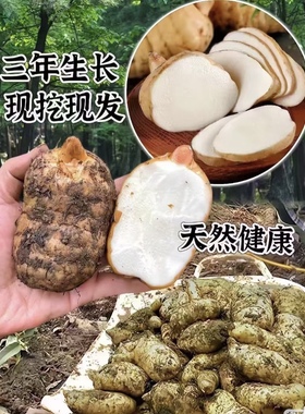 云南昭通正宗彝良小草坝野生种植天麻新鲜挖新鲜发货