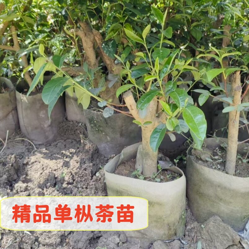 美植袋凤凰单枞茶树苗 单丛营养杯茶树 盆栽老桩乌龙茶叶树苗