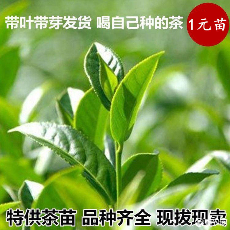 现挖现卖浙江毛峰茶叶树苗宁波毛尖当年采茶苗早产盆栽绿茶树苗