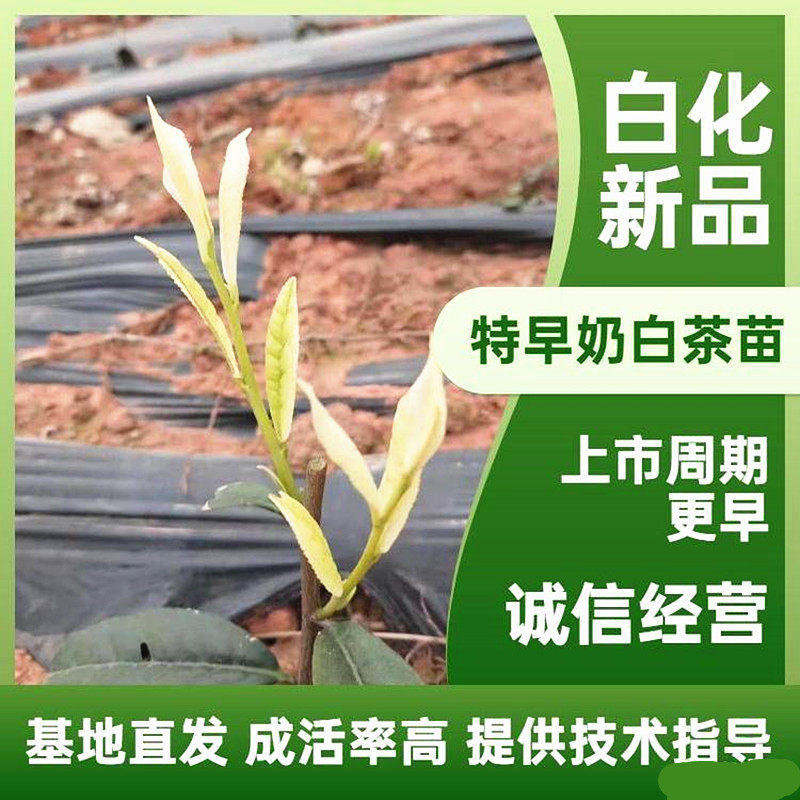 新品种浙江新安四号奶白茶树苗盆栽特早极白茶树 珍珠奶白白茶苗