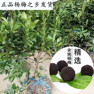 余姚荸荠杨梅树苗盆栽东魁水晶白杨梅嫁接苗盆栽黑炭杨梅果树苗