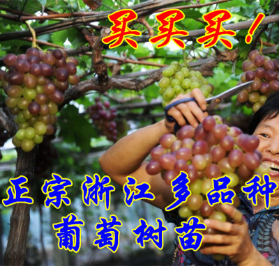 宁波阳光玫瑰盆栽果树苗