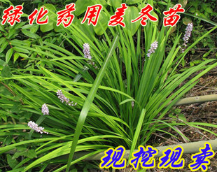 浙江绿化麦冬苗 盆栽沿阶草 可入药麦冬苗现挖现卖日本矮麦冬