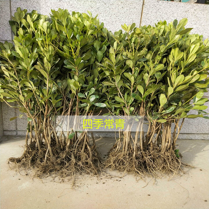 海桐四季常绿篱笆植物