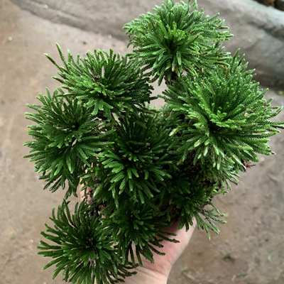 九死还魂草阳台办公桌好养复活草小叶卷柏盆景直播间一物一拍