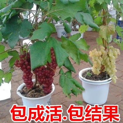 葡萄树苖巨峰阳光玫瑰蓝宝石金手指玫瑰香葡萄苗南方种植北方耐寒