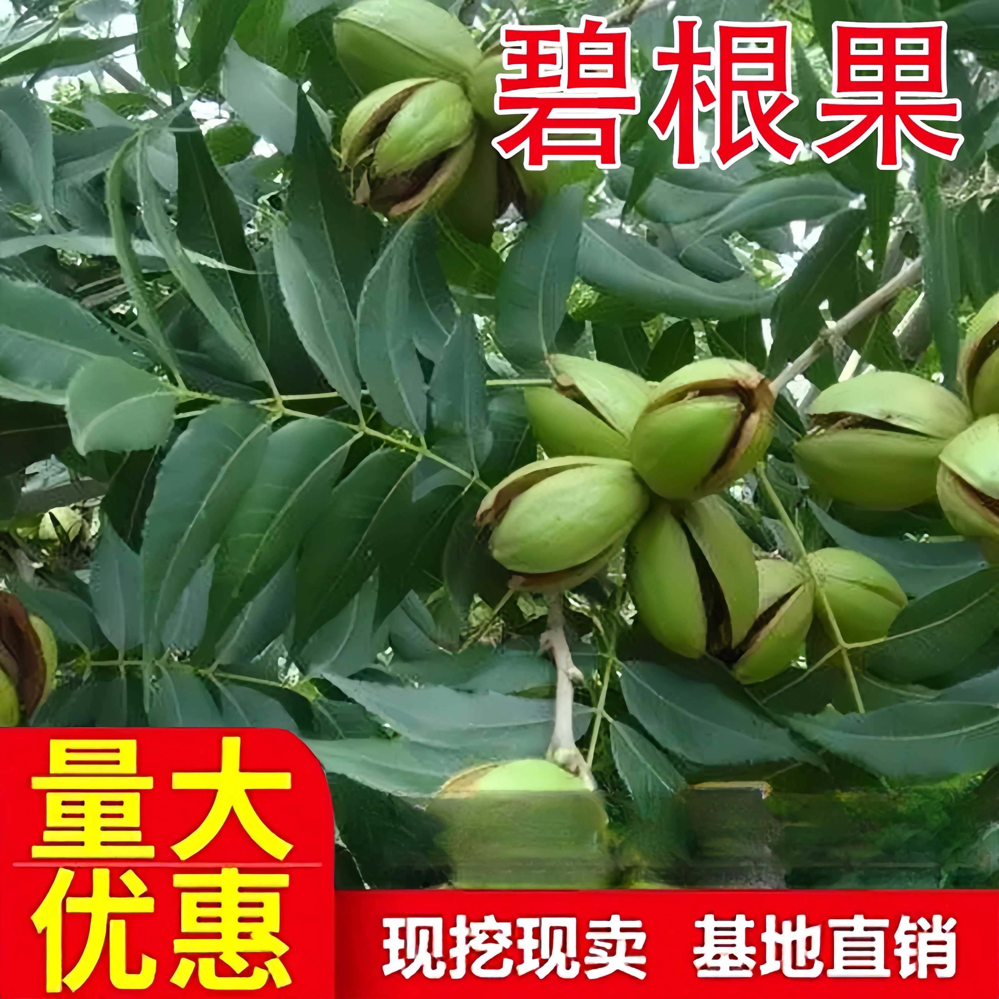 碧根果树果苗南北方庭院地栽大树美国山核桃阳台盆栽嫁接当年结果