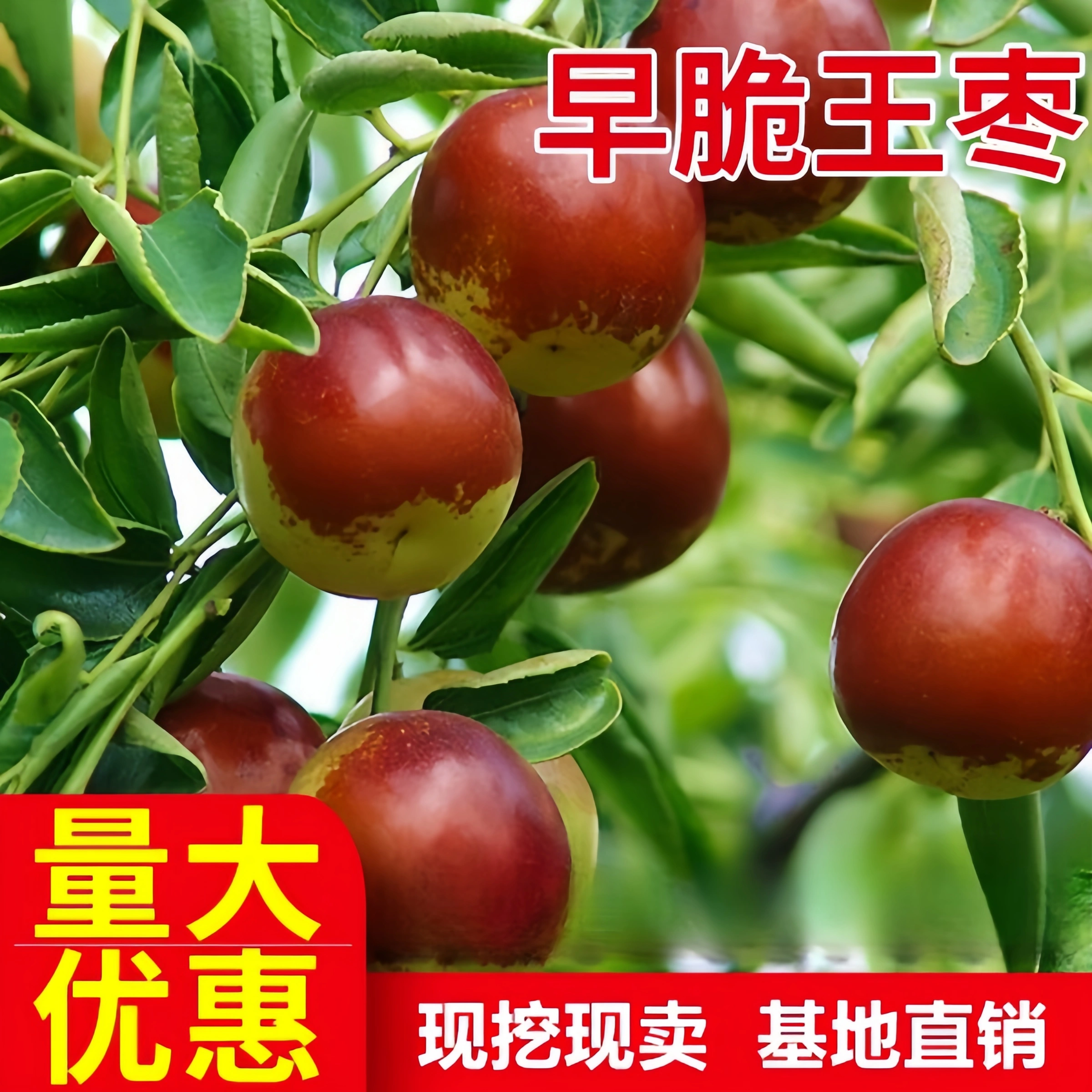 枣树活苗大枣超甜早脆王枣树苗嫁接枣子苗当年结果脆蜜大枣果树苗