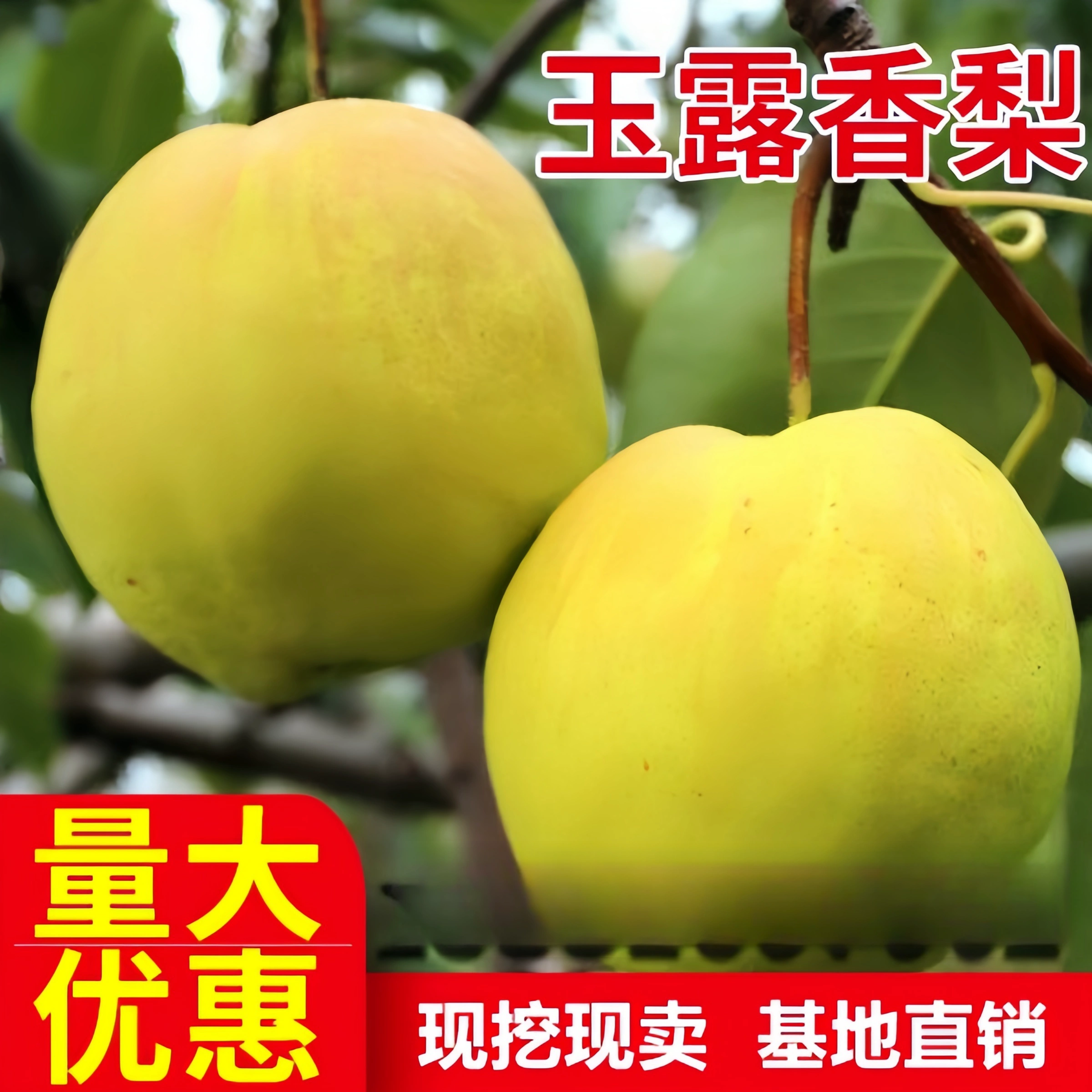 玉露香梨树果苗活苗嫁接南北方庭院地栽种植特大四季阳台盆栽当年