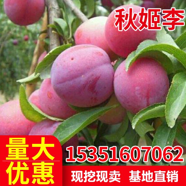 秋姬李子树苗南北方庭院地栽种植四季阳台盆栽嫁接苗脱骨当年结果