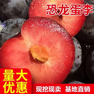 恐龙蛋李子树苗南北方庭院地栽种植血丝李阳台盆栽嫁接苗当年结果