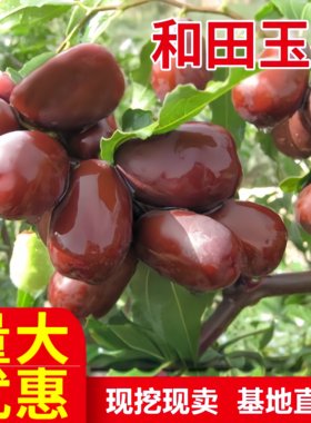 新疆大枣树苗和田嫁接苗当年结果