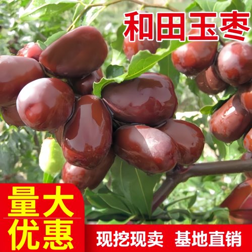 新疆大枣树苗和田嫁接苗当年结果