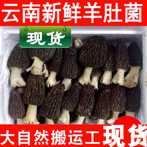 现货野生羊肚菌新鲜丽江土特产优质野生菌羊肚菜1000克包邮 - 封面