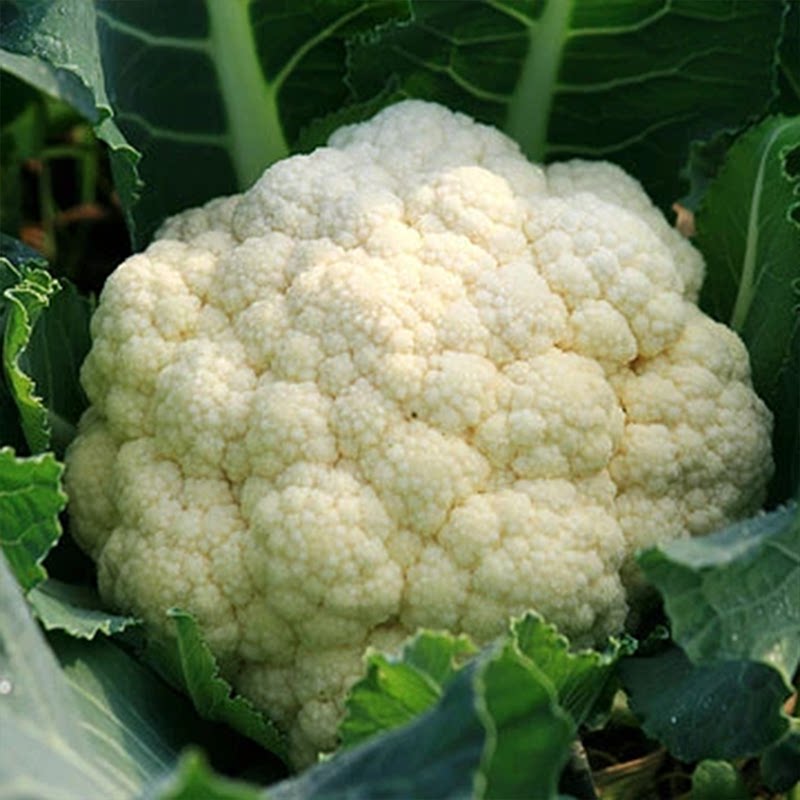 花菜种子有机花菜种子花椰菜高产耐热抗寒春夏秋三季蔬菜种子