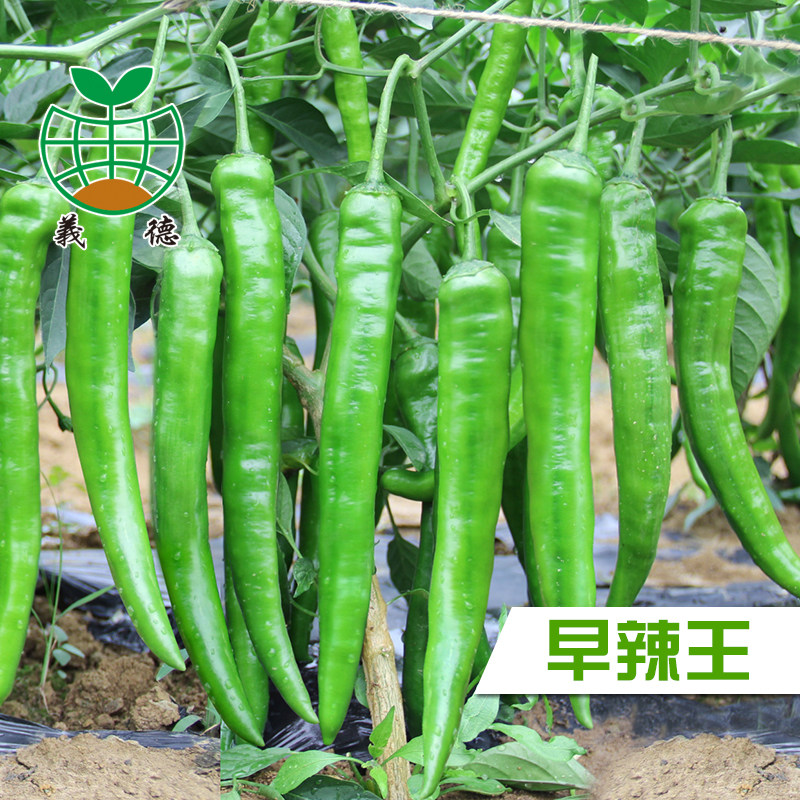 江淮园艺辣王辣椒种子早熟品质
