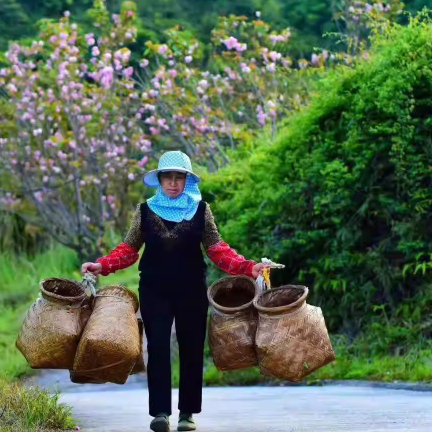 2024正宗安溪铁观音兰花香正味小包装新茶高山生态茶500g原产地茶