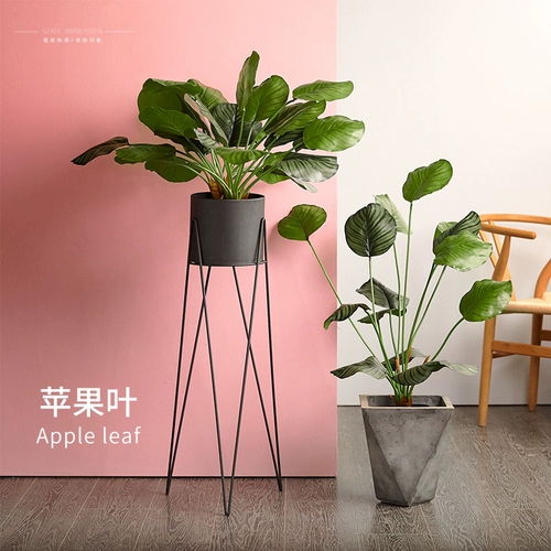 Скандинавское моделирование, зеленое растение, канна, свободный хвост, подсолнечник, небольшой ветерок в горшке, балкон, комнатная гостиная, напольный черепаховый лист