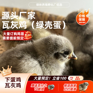 【幼苗】瓦灰鸡苗 疫苗齐全路损包赔赠送百分10路损衡阳发