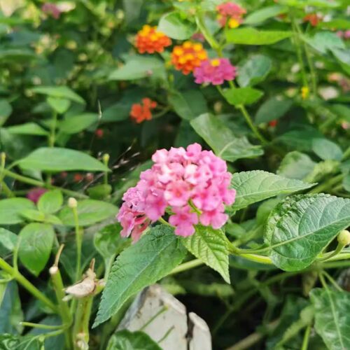 1分钱手机壁纸手绘壁纸0.1/元1毛/钱秒发/评手机电脑图片商品