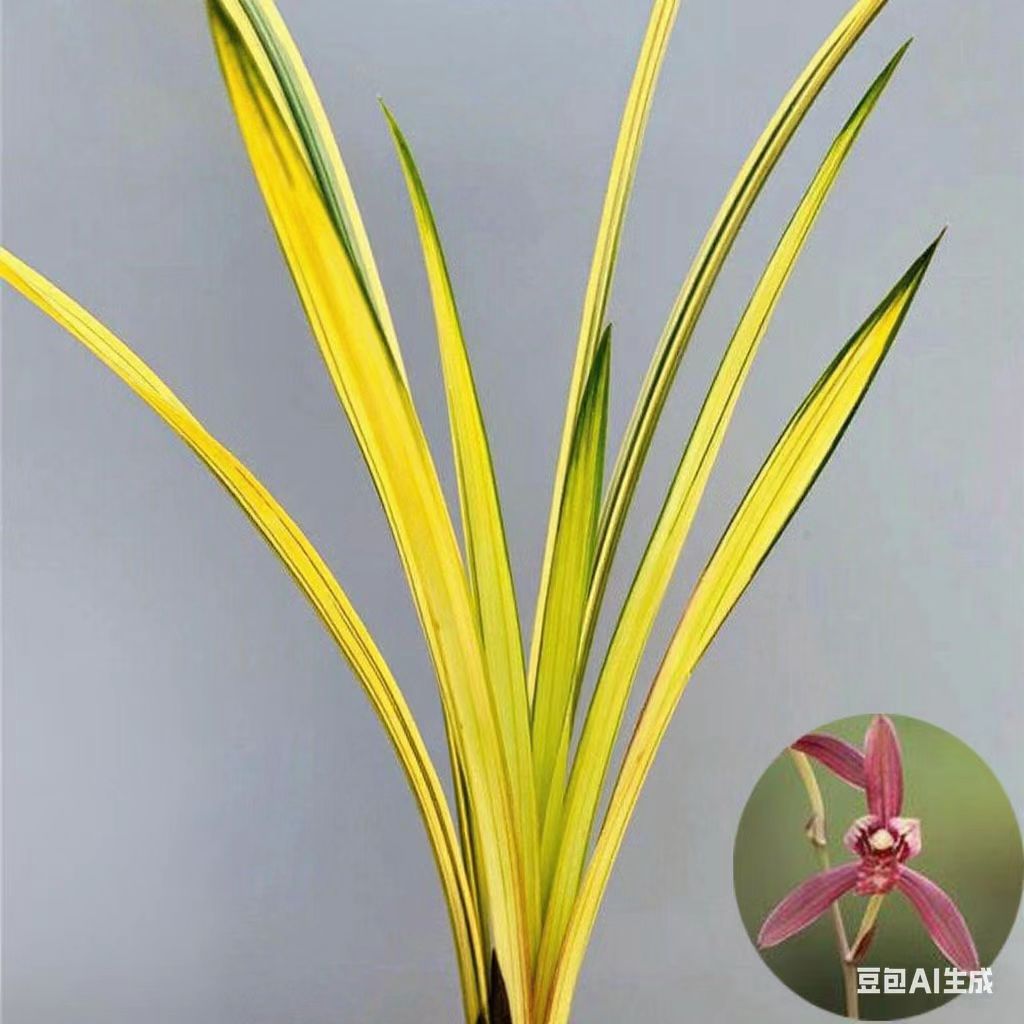 兰花苗精品大花浓香绿帽黄金中透艺草蕙兰春剑建兰秋芝花卉绿植