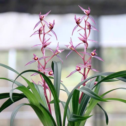 包对版墨兰花卉报岁兰桃姬爪年宵花红花苗经典绿植盆栽园艺高出架