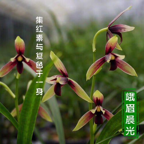 建兰名品赤诚峨眉晨光四季兰花苗鲜花卉绿植盆栽园艺对版夏秋带花