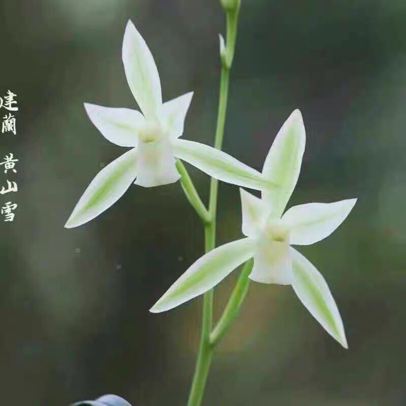 对版建兰名品黄山雪白花白素浓香四季兰花苗室内花卉绿植盆栽包邮