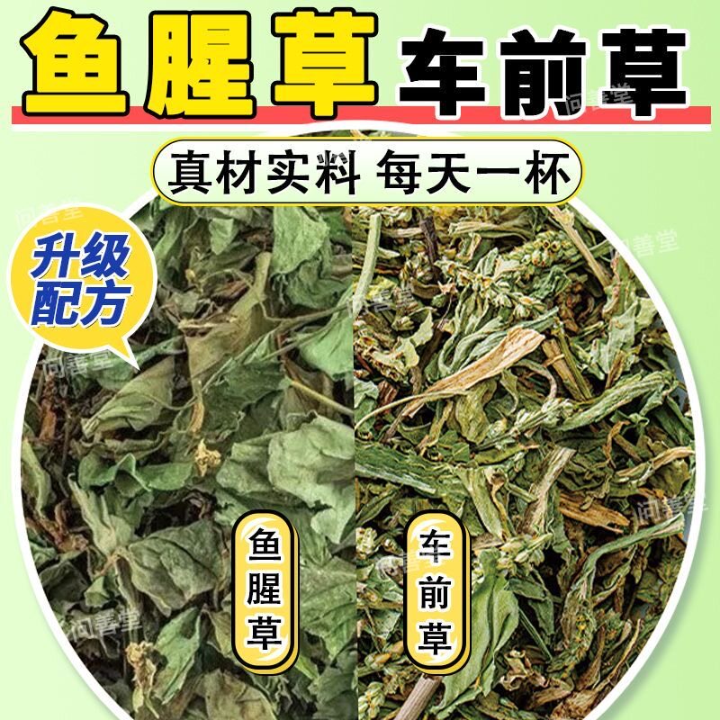 车前草鱼腥草非野生干货中药材正品新鲜鱼腥草车前草茶