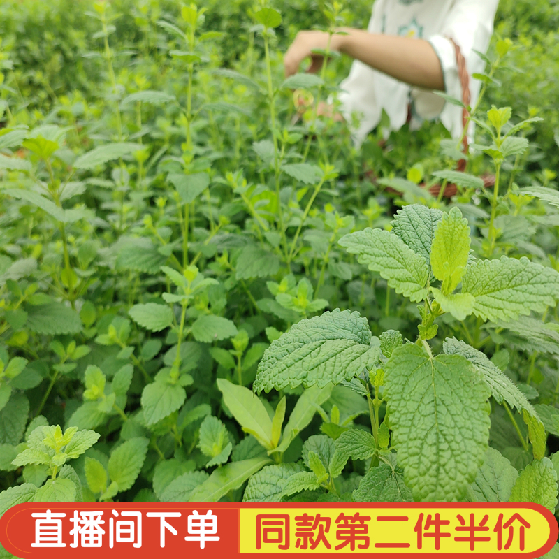 香蜂草纯露500ml屏障泛红受损红丝问题肌喷雾爽肤水非常温和